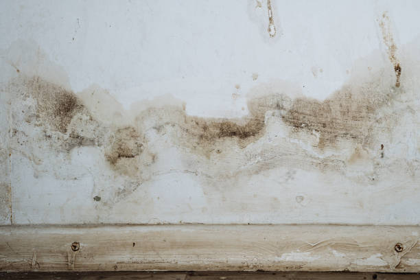 Why You Should Choose Our Mold Remediation Services in Medina, TX